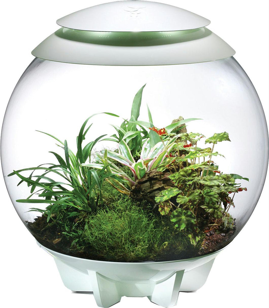 Biorb Air Terrarium