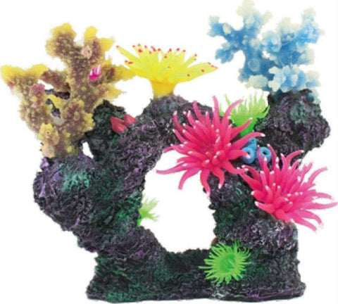 Coral Reef Formation