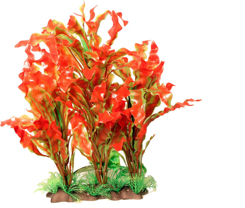 Specimen Ruffed Sword Aquarium Plant