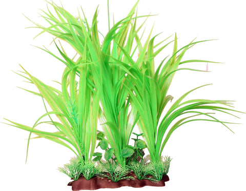 Specimen Vallismen Aquarium Plant