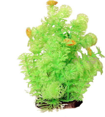 Bushy Ambuila Aquarium Plant