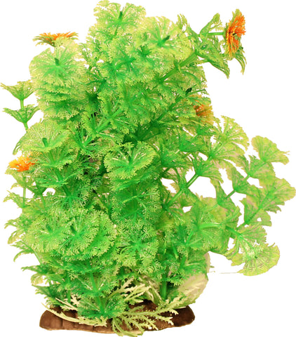 Bushy Ambulia Aquarium Plant