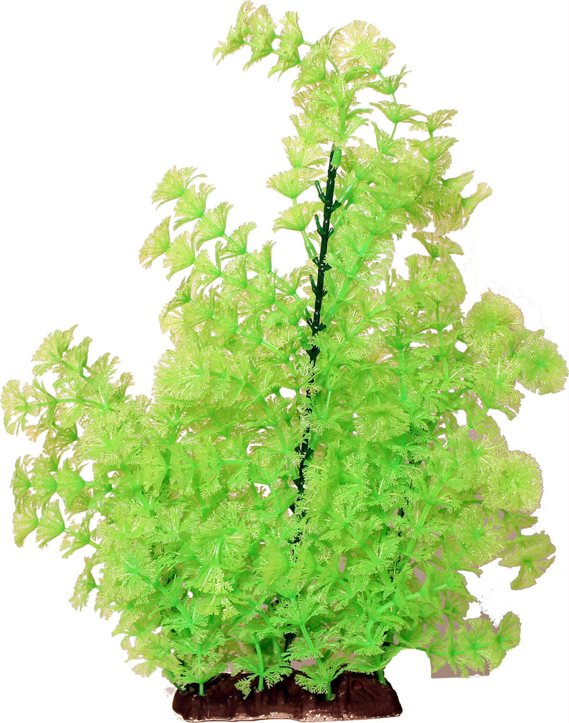 Bushy Ambuila Aquarium Plant