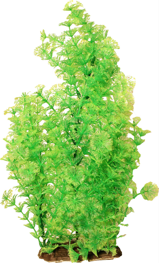 Bushy Ambuila Aquarium Plant