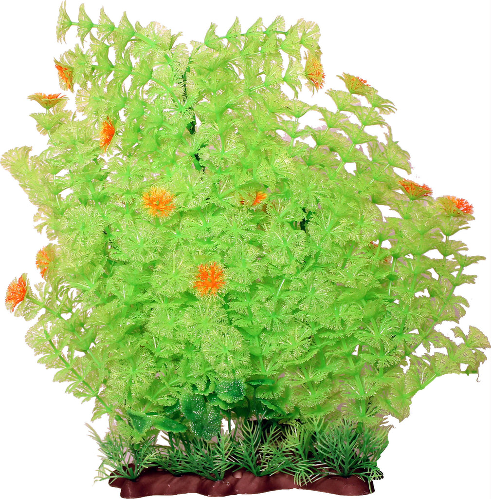 Extra Wide Bushy Ambulia Aquarium Plant