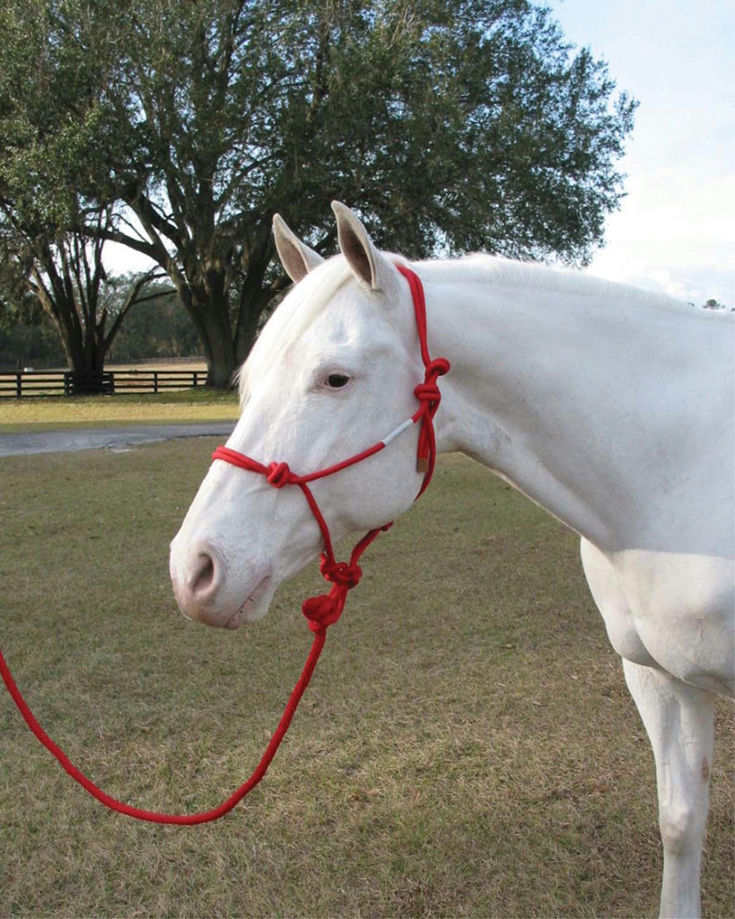 Adult Horse Rope Halter With Lead